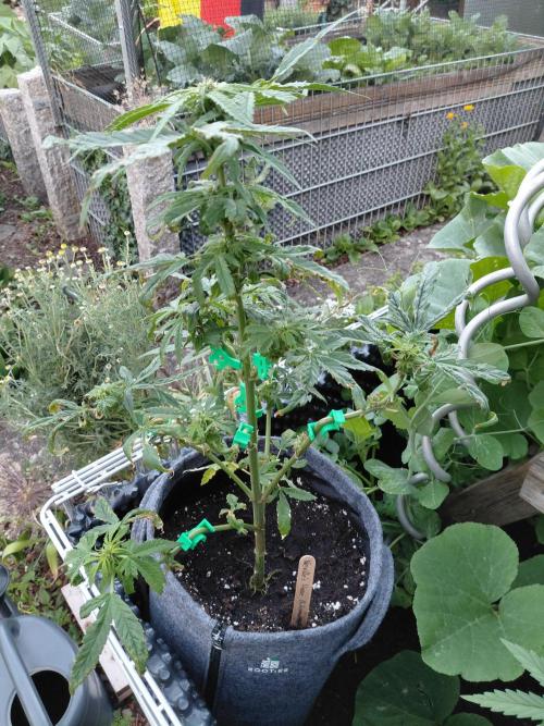 Spliff's Neville's Haze Auto Outdoor run. Week 7
