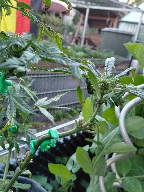 Spliff's Neville's Haze Auto Outdoor run. Week 7