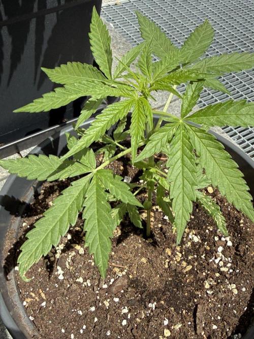 Spliff's Auto Neville's Haze Outdoor GER. Week 6