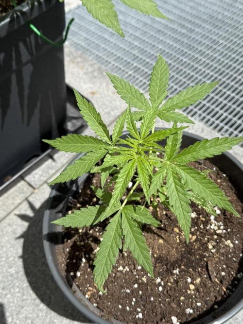 Spliff's Auto Neville's Haze Outdoor GER. Week 6