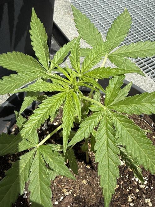 Spliff's Auto Neville's Haze Outdoor GER. Week 6