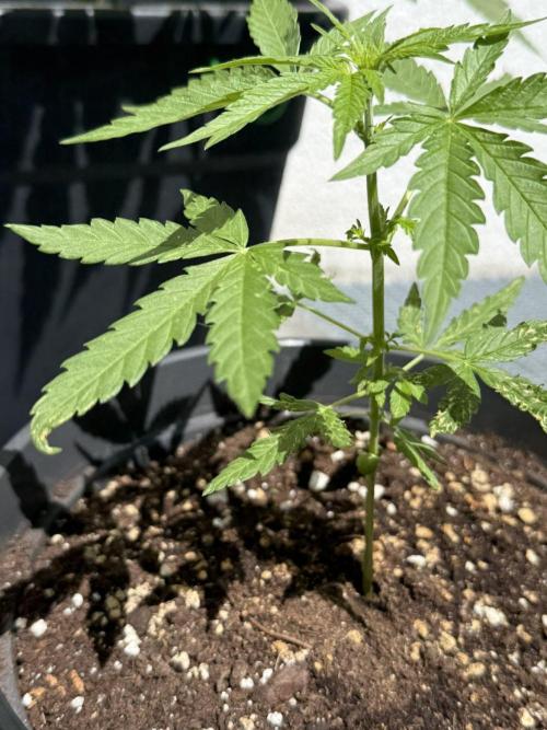 Spliff's Auto Neville's Haze Outdoor GER. Week 6