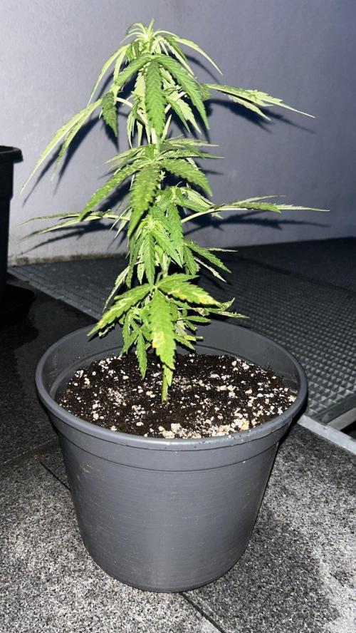 Spliff's Auto Neville's Haze Outdoor GER. Week 7
