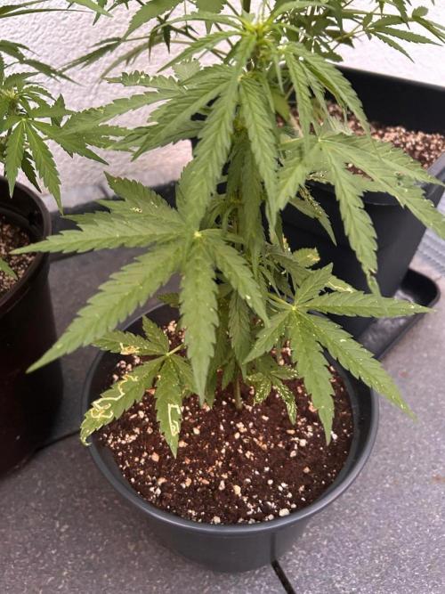 Spliff's Auto Neville's Haze Outdoor GER. Week 7