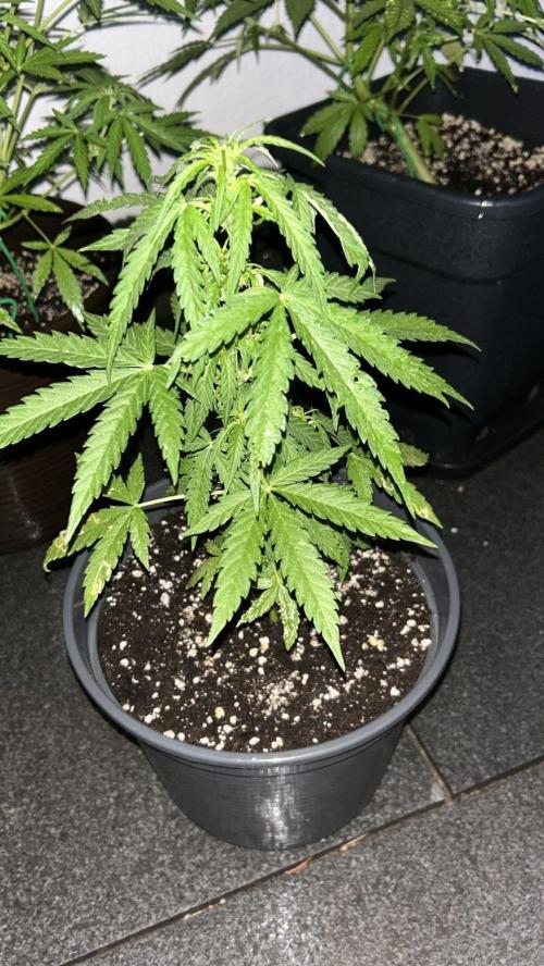 Spliff's Auto Neville's Haze Outdoor GER. Week 7