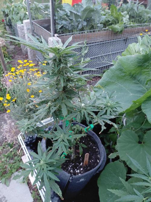 Spliff's Neville's Haze Auto Outdoor run. Week 8