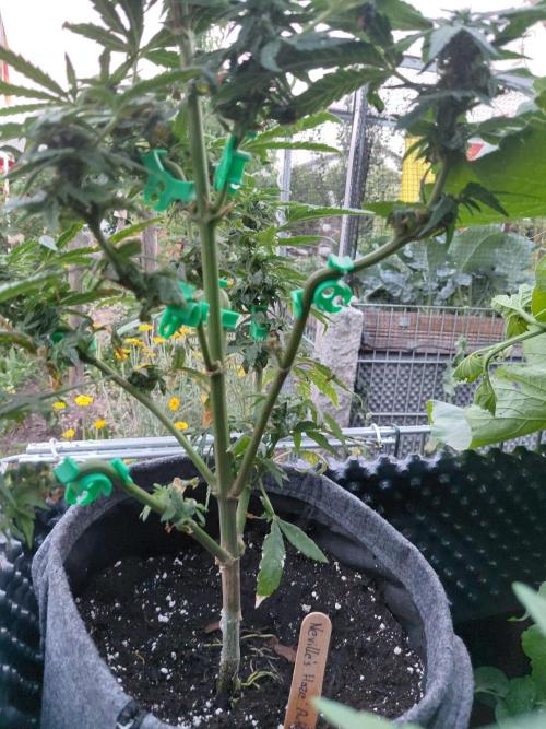 Spliff's Neville's Haze Auto Outdoor run. Week 8