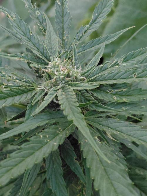 Spliff's Neville's Haze Auto Outdoor run. Week 8