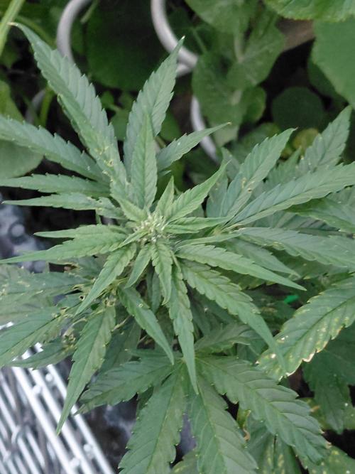 Spliff's Neville's Haze Auto Outdoor run. Week 8