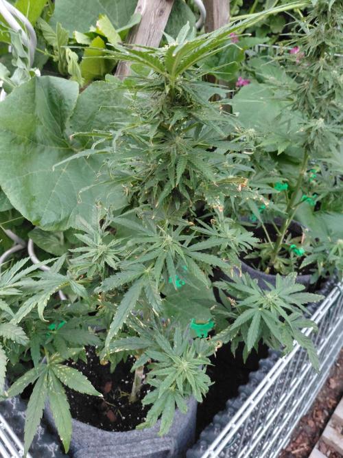 Spliff's Neville's Haze Auto Outdoor run. Week 8