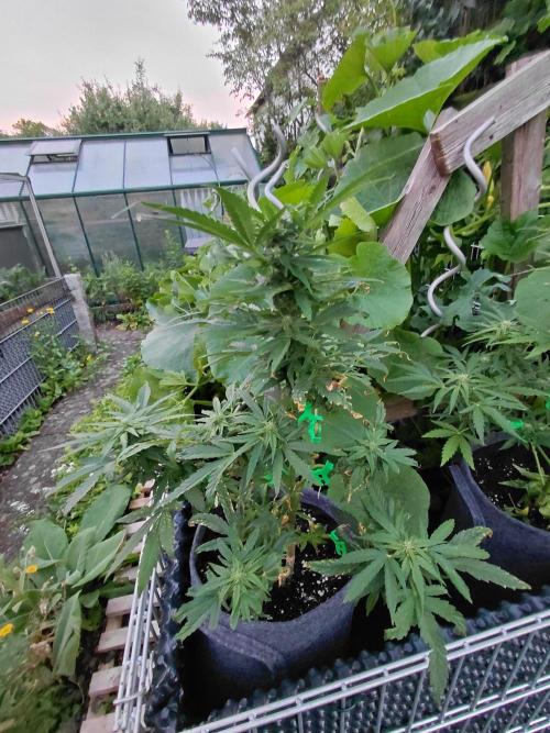 Spliff's Neville's Haze Auto Outdoor run. Week 8
