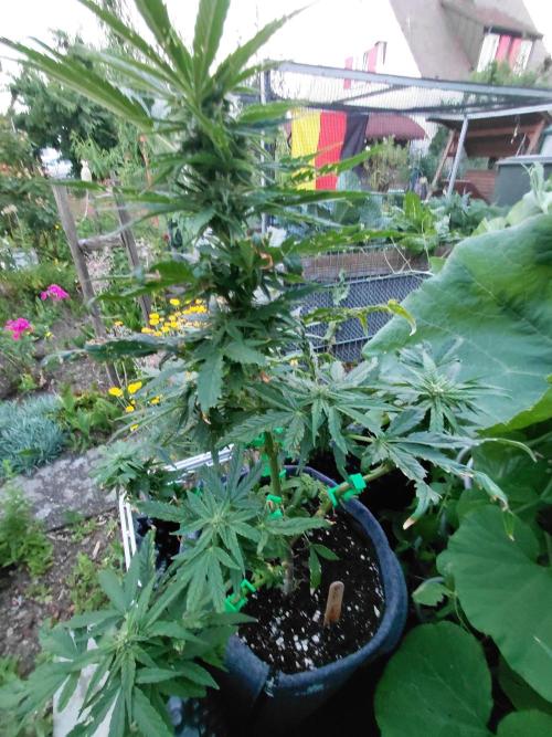 Spliff's Neville's Haze Auto Outdoor run. Week 8