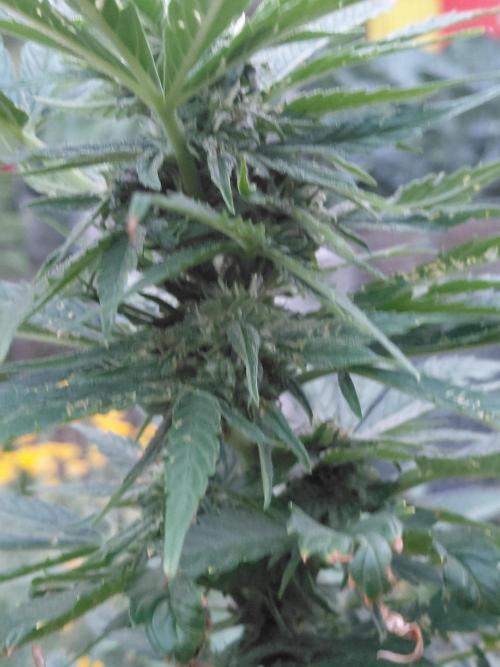 Spliff's Neville's Haze Auto Outdoor run. Week 8