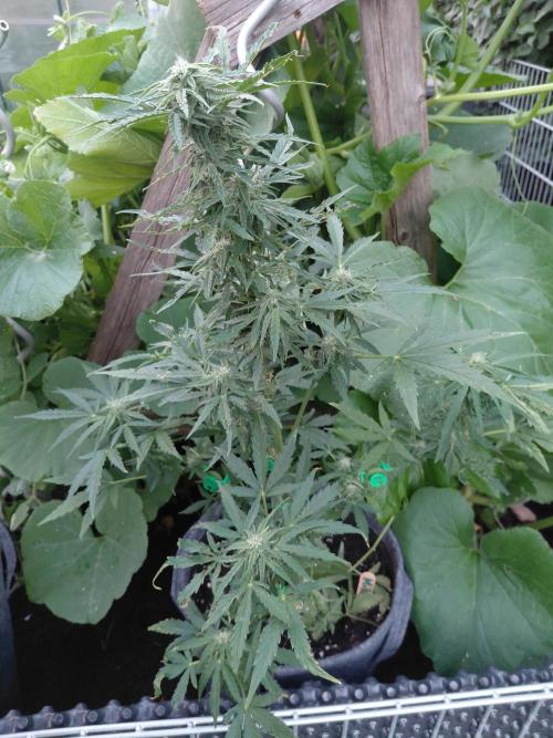 RQS' Milky Way F1 Outdoor Leftovers. Week 8
