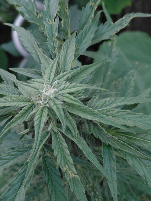 RQS' Milky Way F1 Outdoor Leftovers. Week 8