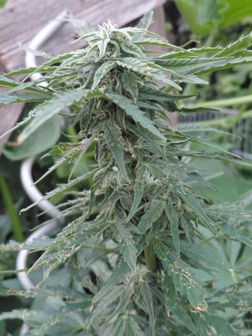 RQS' Milky Way F1 Outdoor Leftovers. Week 8