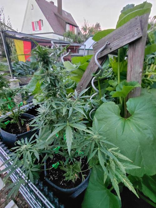 RQS' Milky Way F1 Outdoor Leftovers. Week 8