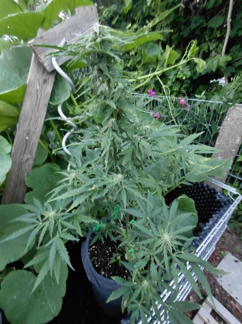 RQS' Milky Way F1 Outdoor Leftovers. Week 8