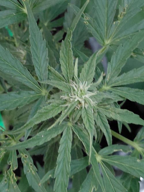 RQS' Milky Way F1 Outdoor Leftovers. Week 8