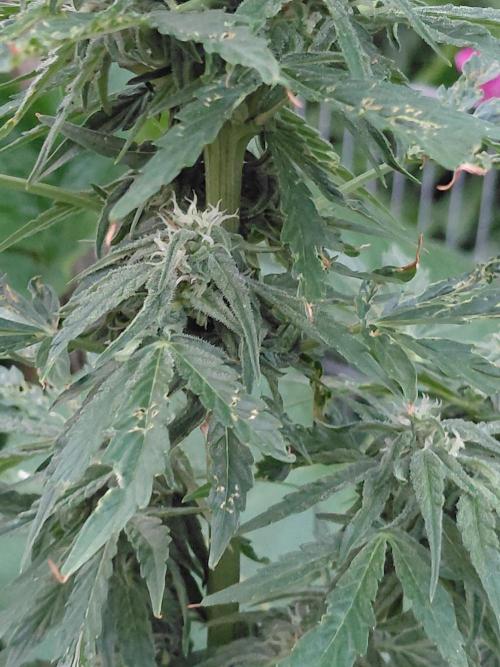 RQS' Milky Way F1 Outdoor Leftovers. Week 8