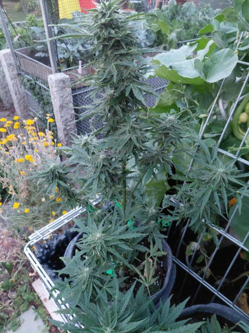 RQS' Milky Way F1 Outdoor Leftovers. Week 9