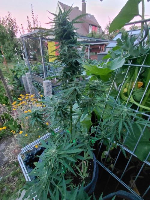 RQS' Milky Way F1 Outdoor Leftovers. Week 9
