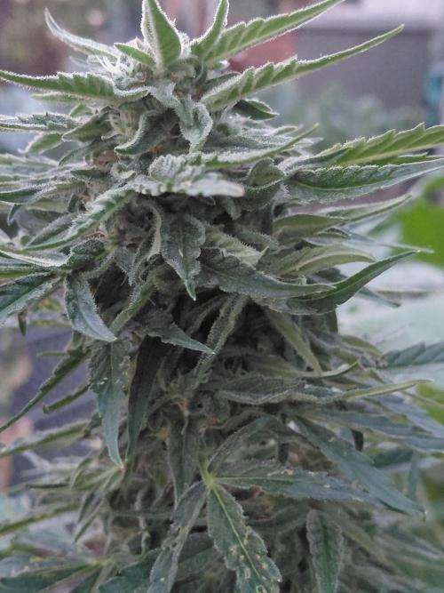 RQS' Milky Way F1 Outdoor Leftovers. Week 9