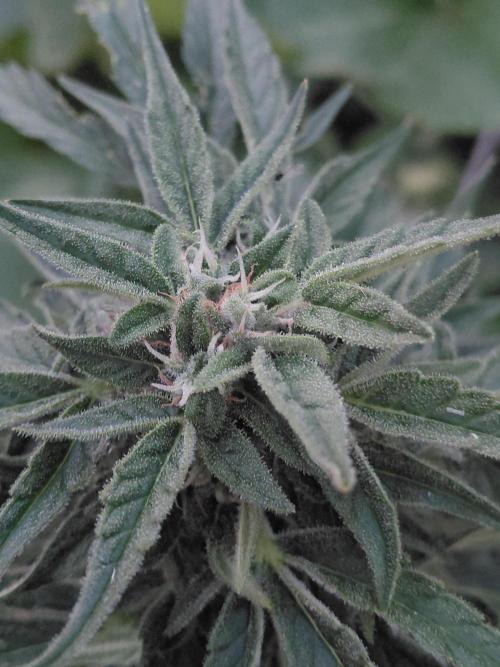 RQS' Milky Way F1 Outdoor Leftovers. Week 9