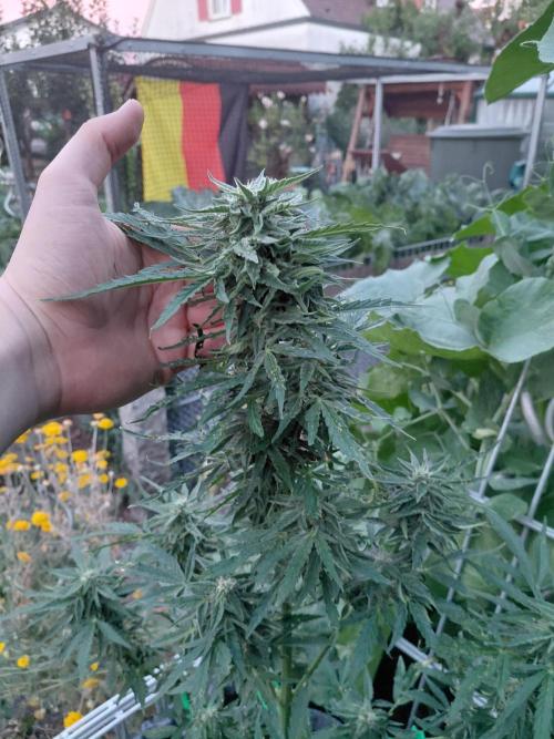 RQS' Milky Way F1 Outdoor Leftovers. Week 9