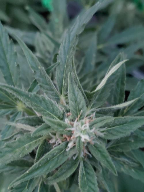 RQS' Milky Way F1 Outdoor Leftovers. Week 9