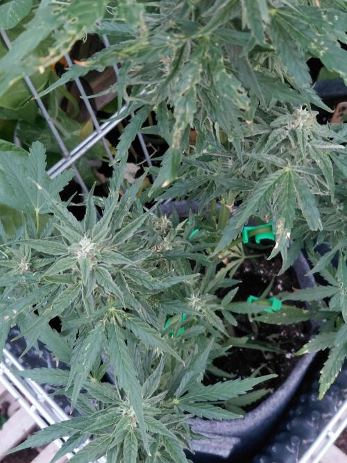 RQS' Milky Way F1 Outdoor Leftovers. Week 9