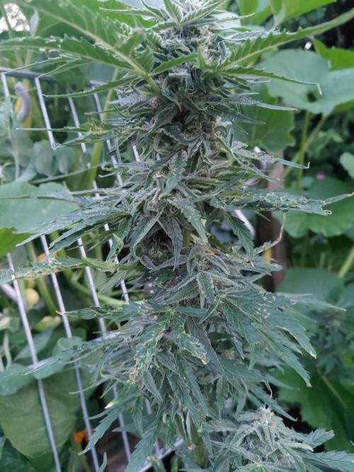 RQS' Milky Way F1 Outdoor Leftovers. Week 9