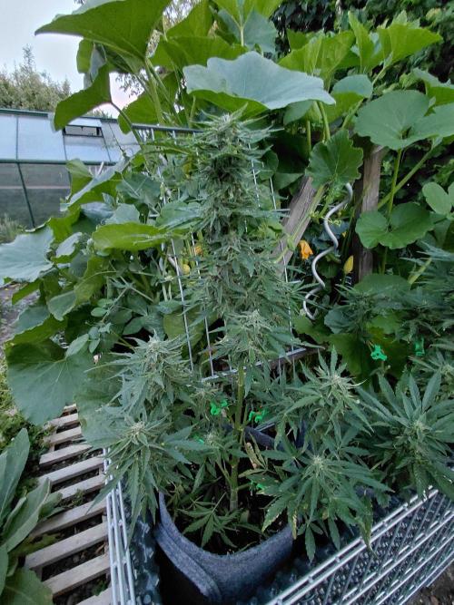RQS' Milky Way F1 Outdoor Leftovers. Week 9