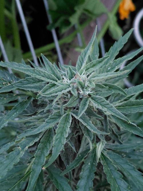 RQS' Milky Way F1 Outdoor Leftovers. Week 9