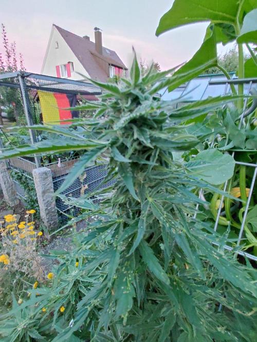 RQS' Milky Way F1 Outdoor Leftovers. Week 9