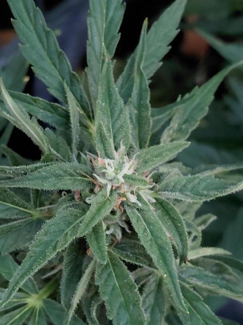RQS' Milky Way F1 Outdoor Leftovers. Week 9