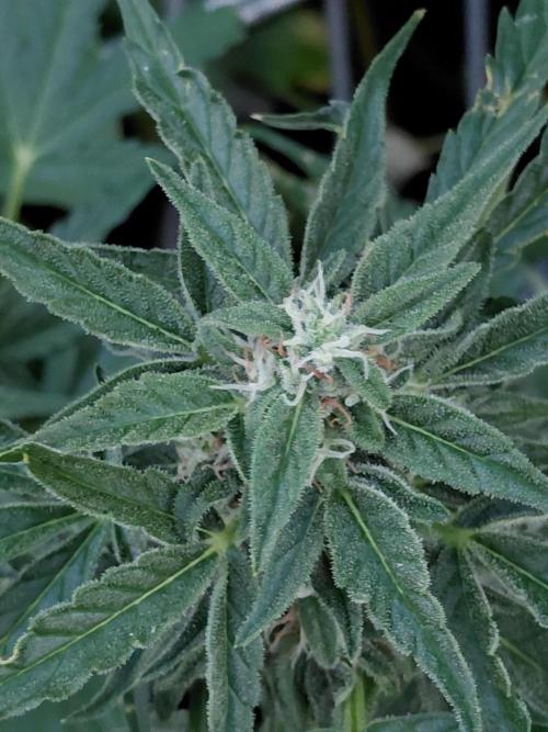 RQS' Milky Way F1 Outdoor Leftovers. Week 9