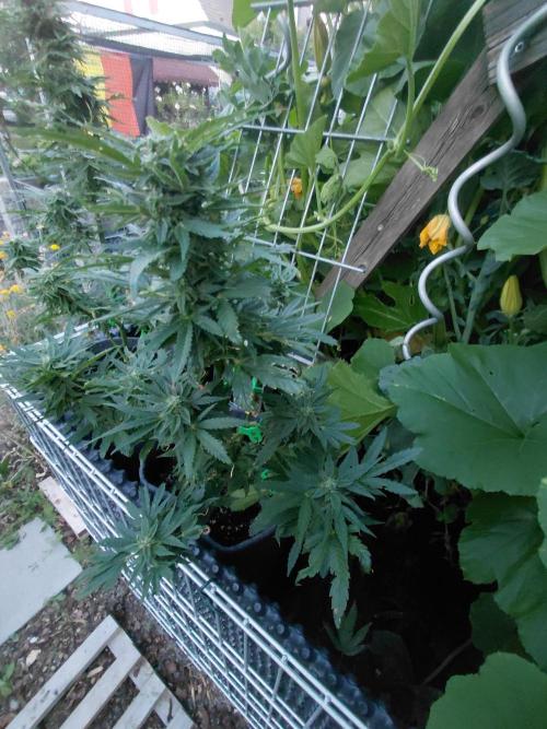 Spliff's Neville's Haze Auto Outdoor run. Week 9