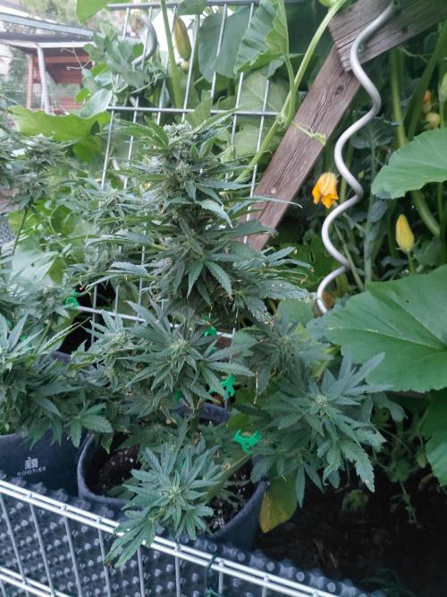Spliff's Neville's Haze Auto Outdoor run. Week 9