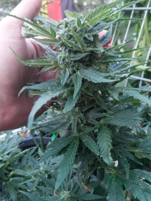 Spliff's Neville's Haze Auto Outdoor run. Week 9