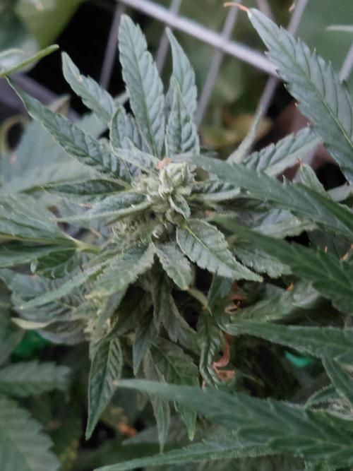 Spliff's Neville's Haze Auto Outdoor run. Week 9