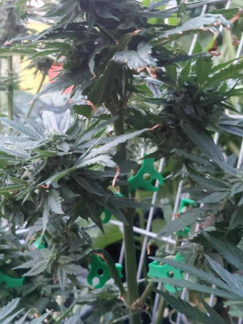 Spliff's Neville's Haze Auto Outdoor run. Week 9