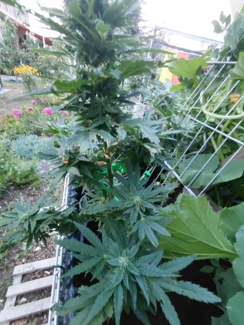 Spliff's Neville's Haze Auto Outdoor run. Week 9
