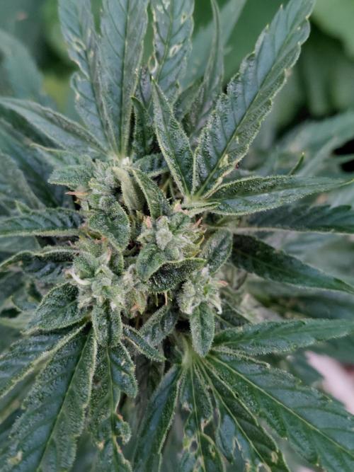 Spliff's Neville's Haze Auto Outdoor run. Week 9