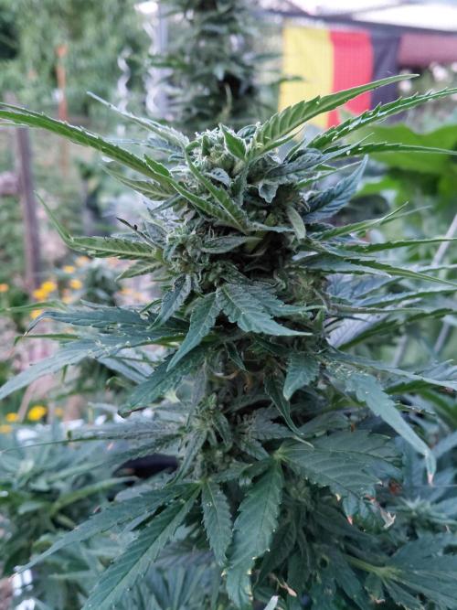 Spliff's Neville's Haze Auto Outdoor run. Week 9