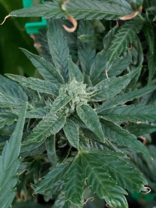 Spliff's Neville's Haze Auto Outdoor run. Week 9