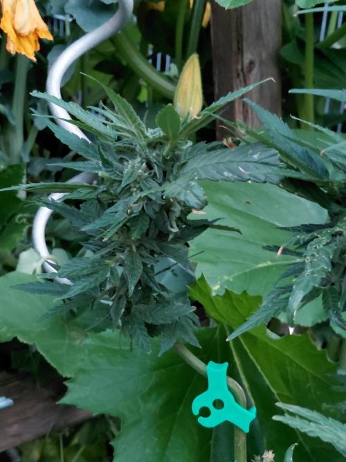 Spliff's Neville's Haze Auto Outdoor run. Week 9
