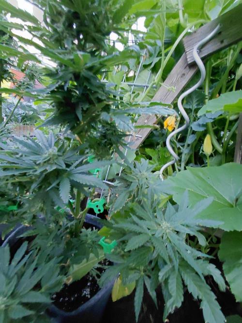 Spliff's Neville's Haze Auto Outdoor run. Week 9