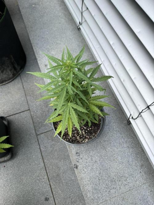 Spliff's Auto Neville's Haze Outdoor GER. Week 8