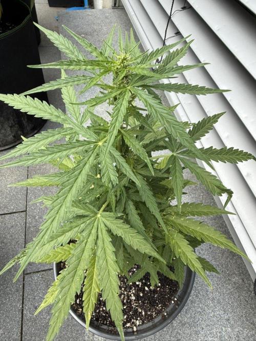 Spliff's Auto Neville's Haze Outdoor GER. Week 8